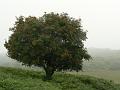 Heathland in the rain, New Forest P1120576